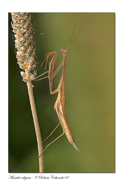 Mantide - Mantis religiosa